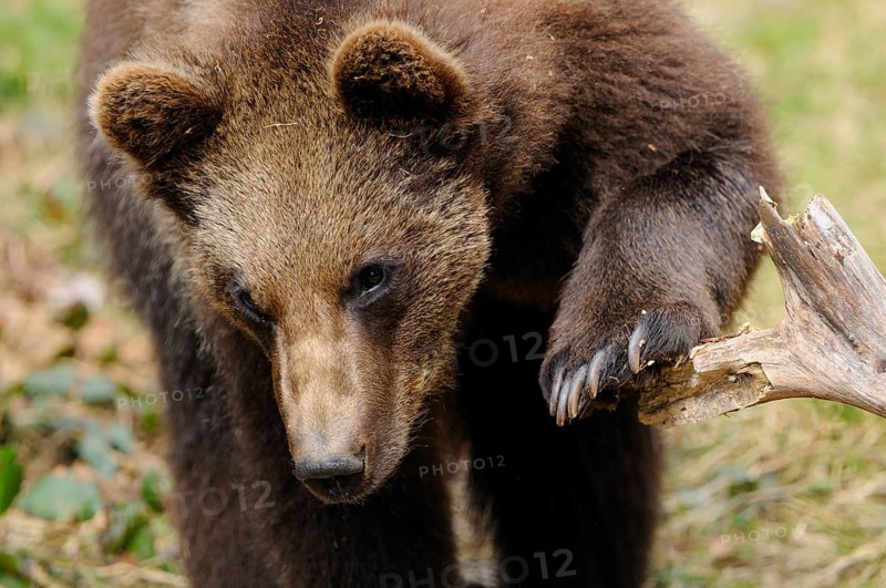 A bear leaning with one paw on a tree trunk, Eurasian brown bear (Ursus arctos arctos), Bavarian Forest National Park