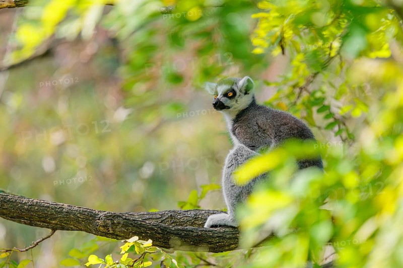 A ring-tailed lemur (Lemur catta) sits high up in a tree on a branch between fresh green leaves