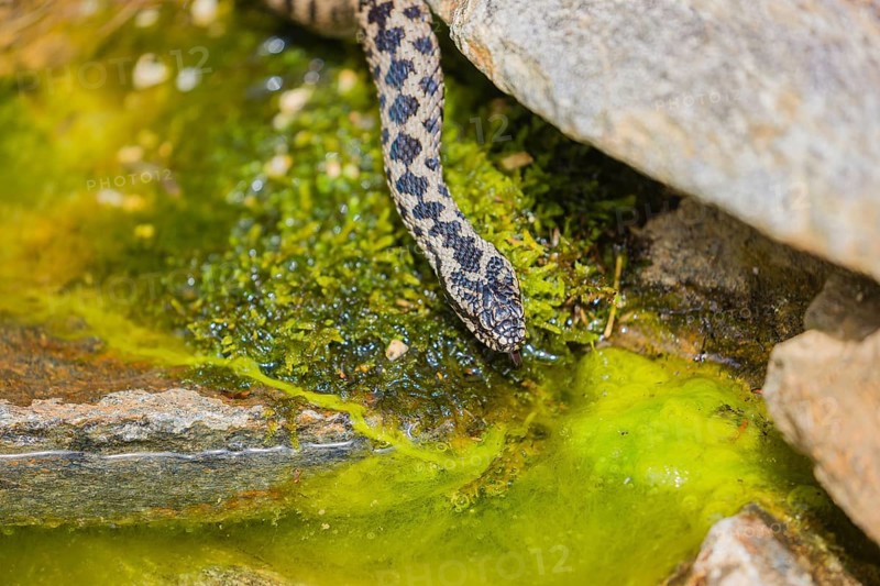 One Vipera berus, the common European adder or common European viper, creeps over moss and rocks