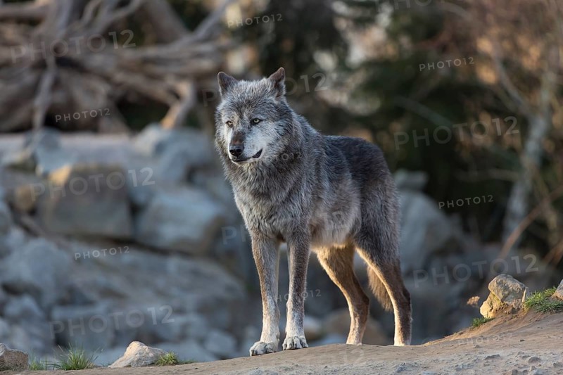 One Northern Timber wolf (Canis lupus occidentalis), or Mackenzie Valley wolf, standing on rocky ground with forest and rocks in the background. Late evening light illuminates his legs