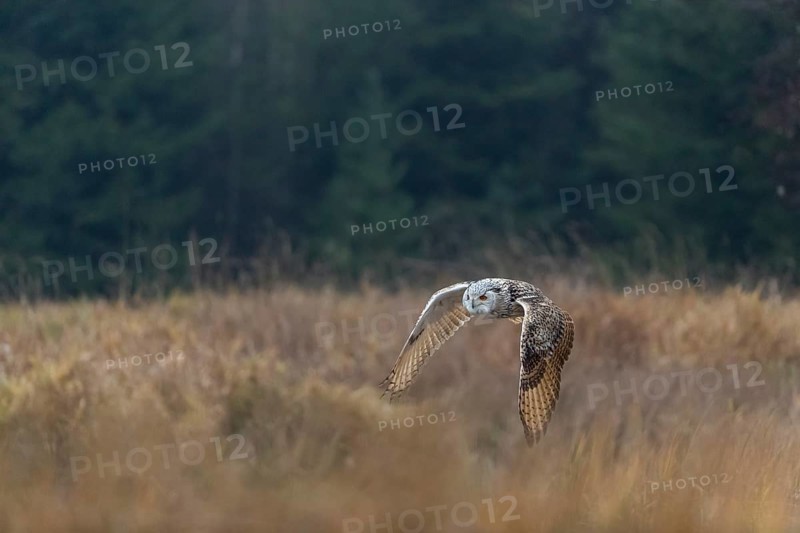 One Siberian Eagle Owl (Bubo bubo sibiricus) flying over tall reed grass lakeshore on an autumnal misty cold morning