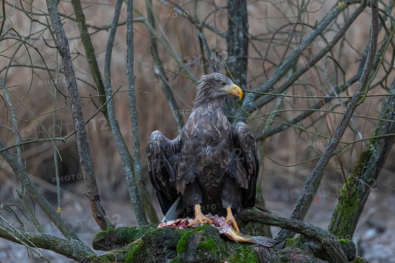 One white-tailed eagle (Haliaeetus albicilla) sitting on a small hammock feeding on a common carp. Fall foliage in late light in the background