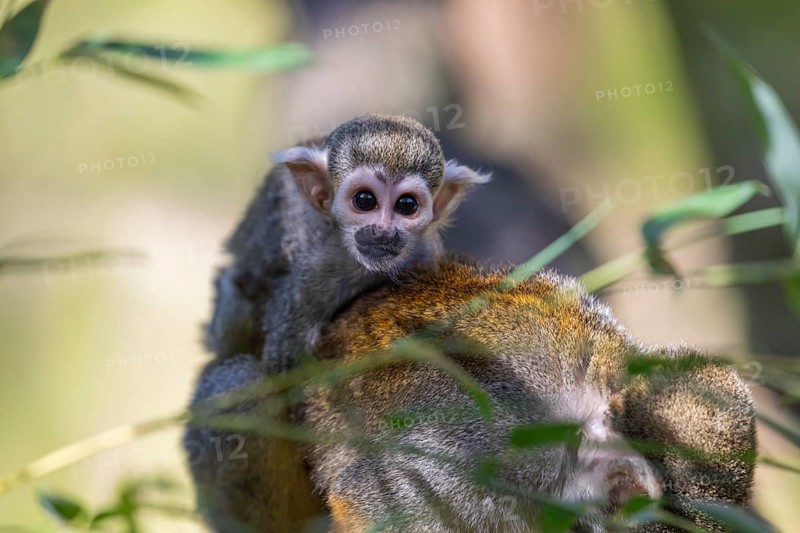 One female Central American squirrel monkey, Saimiri oerstedii, carrying her baby. Green vegetation around