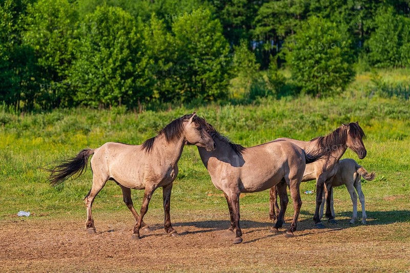 A herd of tarpans (Equus ferus) stands in a clearing in the Masuria tarpan horse reserve, belonging to the scientific station in Popielno, Masuria, North Poland