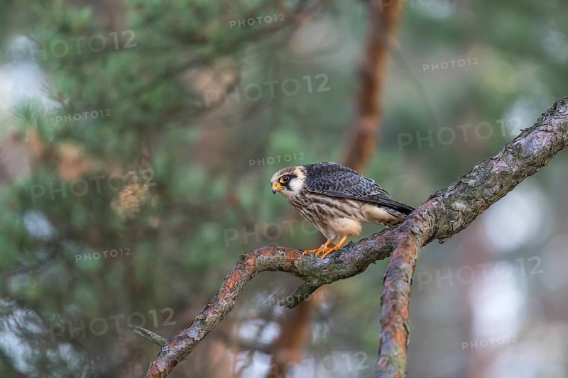 One female red-footed falcon (Falco vespertinus) sitting on a twig of a tree in a forest. Green vegetation in the background