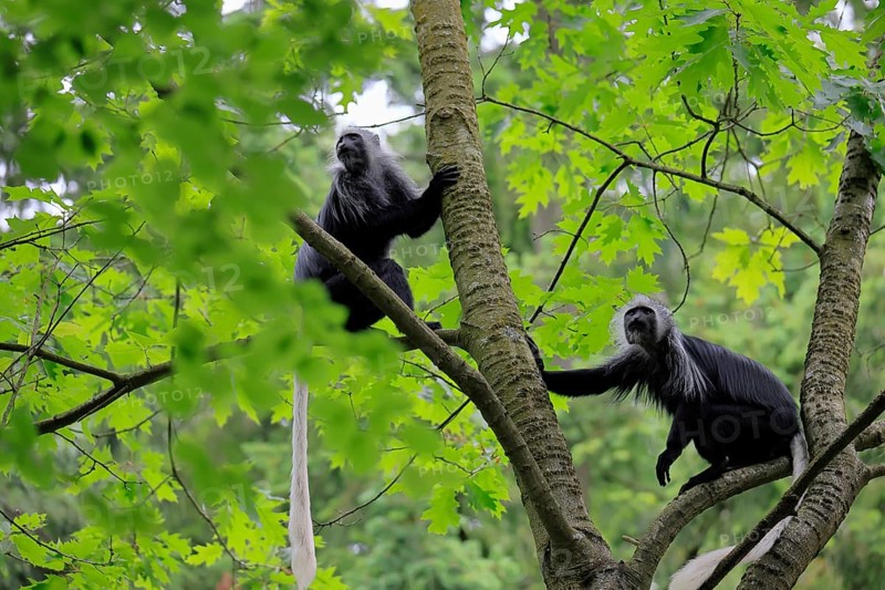 White-bearded snub-nosed monkey (Colobus polykomos), adult, two, sitting, on tree, foraging, vigilant
