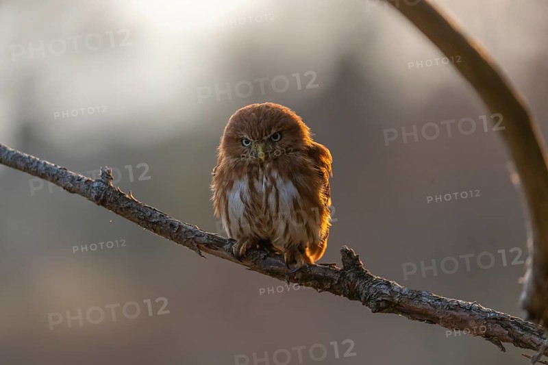One East Brazilian pygmy owl (Glaucidium minutissimum), also known as least pygmy-owl or Sick's pygmy-owl, sitting on a small twig of a tree. Back light condition in last evening light
