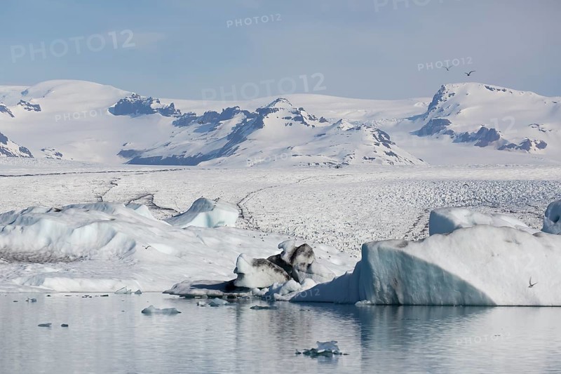 Icebergs on the Joekulsarlon glacial lake or lagoon