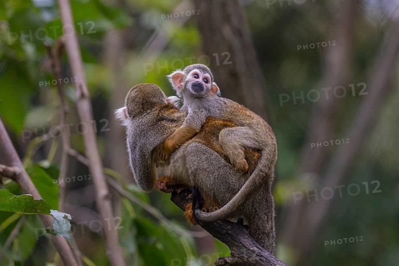 One female Central American squirrel monkey, Saimiri oerstedii, carrying her baby. Green vegetation around