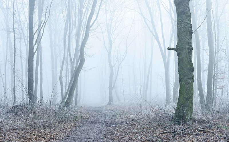 Hiking trail through deciduous forest in fog and frost, Freyburg (Unstrut), Saxony-Anhalt, Germany, Europe