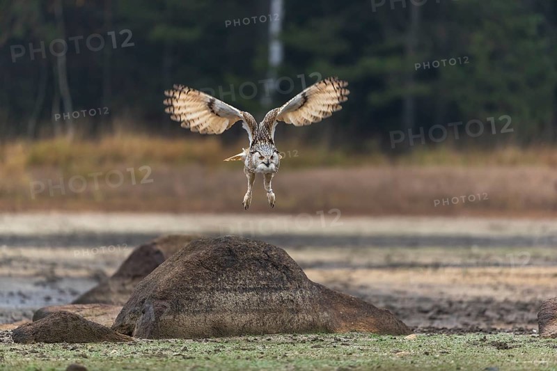 One Siberian Eagle Owl (Bubo bubo sibiricus) flying over a dry lakeshore on an autumnal misty cold morning