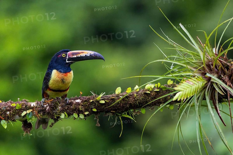 Collared Aracari (Pteroglossus torquatus), Toucans (Ramphastidae), Laguna del Lagarto Lodge, Alajuela, Costa Rica, Central America