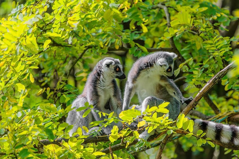 Two ring-tailed lemurs (Lemur catta) sit high up in a tree on a branch between fresh green leaves and play with each other or preen themselves or look around
