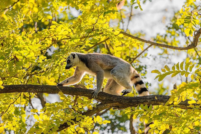 A ring-tailed lemur (Lemur catta) climbs high up in a tree on a branch surrounded by fresh green leaves
