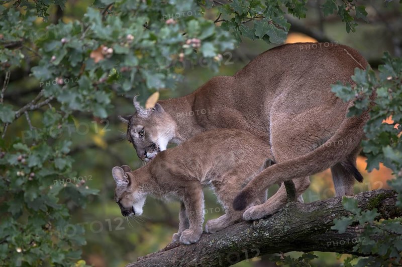 One cougar mother, Puma concolor, grooming her kitten, standing on a big branch high up in an oak tree