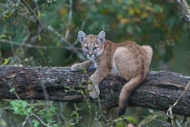 One cougar kitten, Puma concolor, resting in a tree with some green vegetation in the background