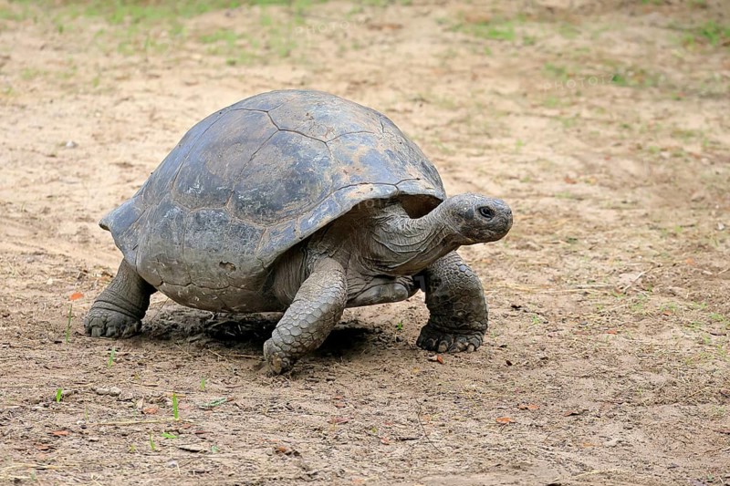 Galapagos giant tortoise (Chelonoidis niger), adult, foraging, captive, Galapagos Islands, Ecuador, South America