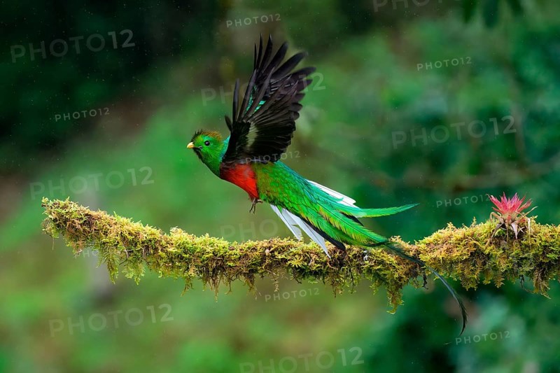 Male Resplendent quetzal (Pharomachrus mocinno) in flight, Costa Rica, Central America