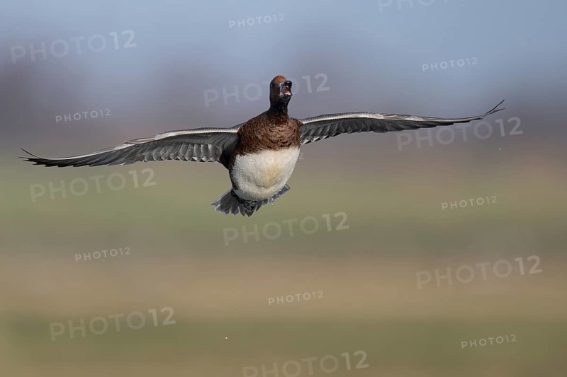 European wigeon (Mareca penelope), Texel, Netherlands