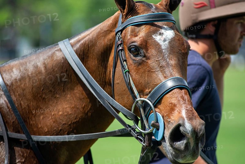 Scene from the 131st Argentine Open Polo Championship (Spanish: Campeonato Argentino Abierto de Polo), a mare is being led back after her stint, Palermo, Buenos Aires, Argentina, South America