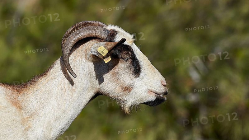 Close-up of a goat in profile with green surroundings, goat (n), free-range, central north of the island, mountains, Karpathos, Dodecanese, Greek Islands, Greece, Europe