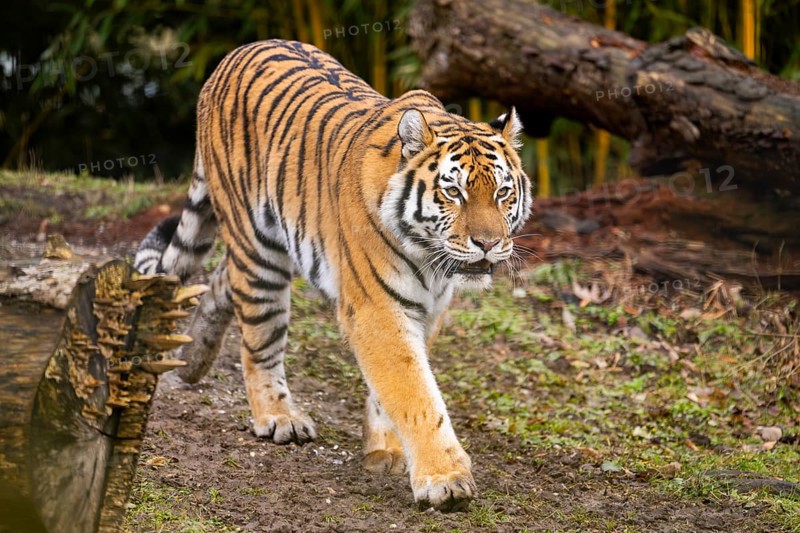 Siberian tiger (Panthera tigris tigris) walking in a forest, captive, incidence in Russia and Northeast China