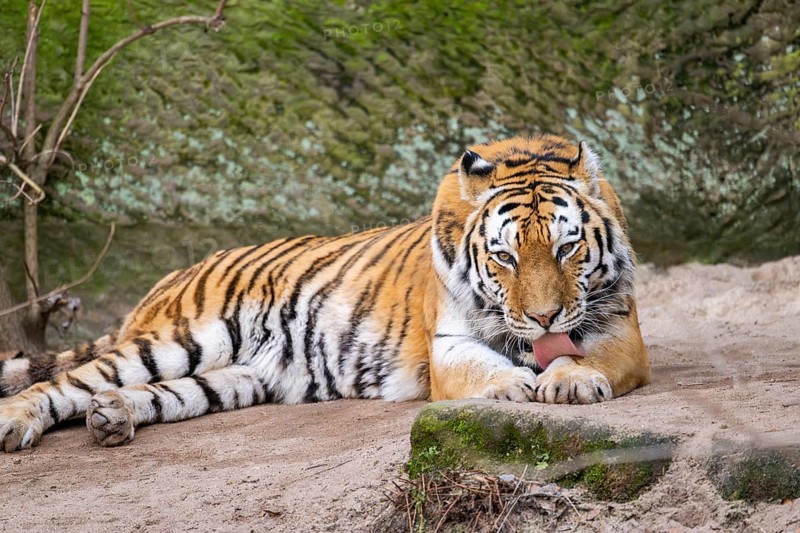 Siberian tiger (Panthera tigris tigris) lying in a forest, captive, incidence in Russia and Northeast China