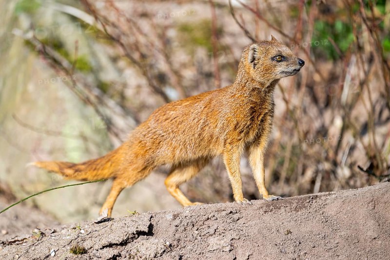 Yellow mongoose (Cynictis penicillata), in the dessert on a sunny day, captive