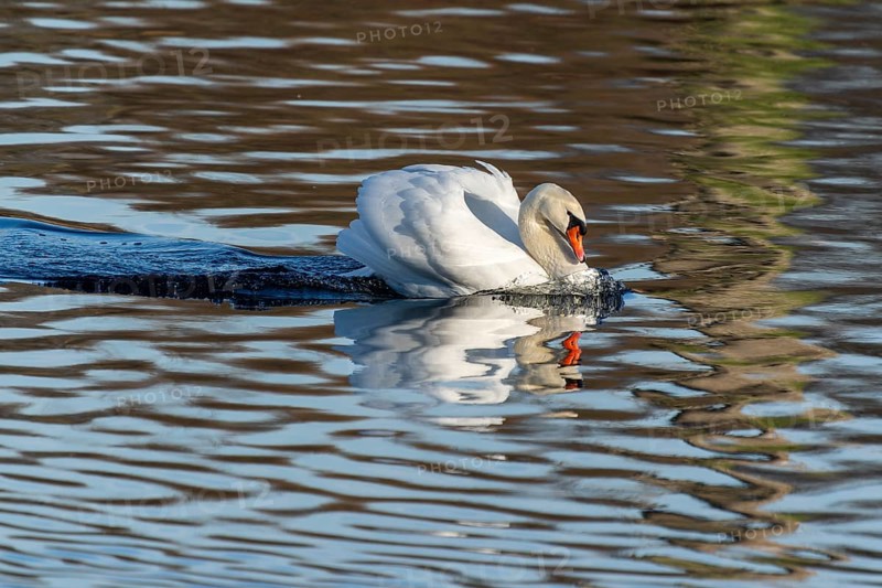 A swan in the water, head lowered, creates light waves and reflections, Mute Swan, (cygnus olor), wildlife, Germany, Europe