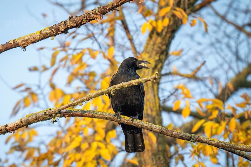 Raven (Corvus corax) with food in its beak sitting on a branch, morning light, Rosensteinpark, Stuttgart, Baden-Württemberg, Germany, Europe