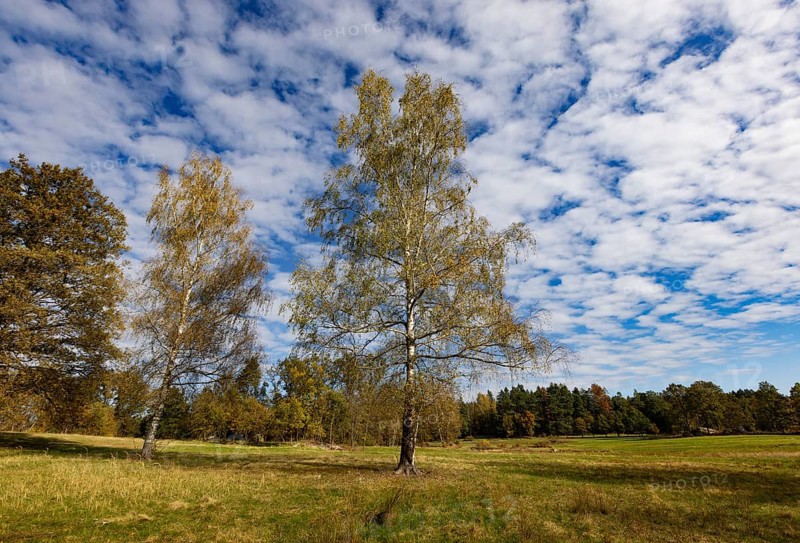 Lean meadow, altocumulus, cloudy sky with fleecy clouds and birch trees in the Blockheide nature park Park near Gmünd, Waldviertel, Lower Austria, Austria, Europe