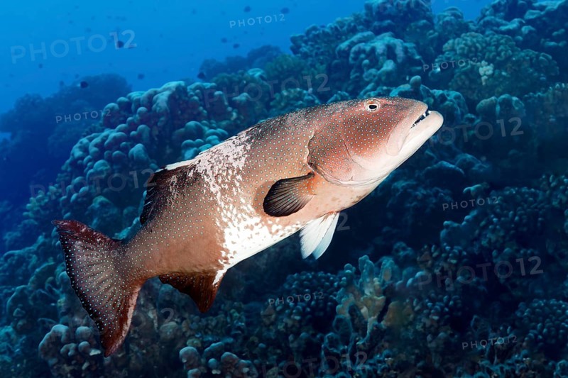 Leopard trout perch (Plectropomus leopardus), Tuamotu Archipelago, French Polynesia, South Pacific, Pacific Ocean, Oceania