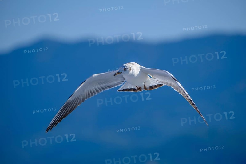 Limenas, Thassos, Greece - Seagulls accompany the Thassos Sea Lines ferry to Limenas. The capital of the island of Thassos is a popular excursion destination for holidaymakers. Thassos belongs to Eastern Macedonia and Thrace, also known as Eastern Macedonia and Thrace