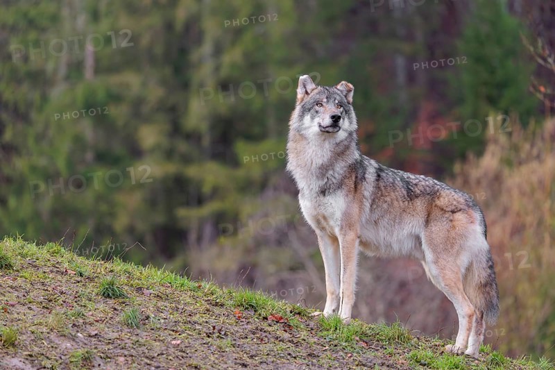 An adult male grey wolf (Canis lupus lupus) stands on a sloping meadow on a hill and observes the surroundings. A forest can be seen in the background