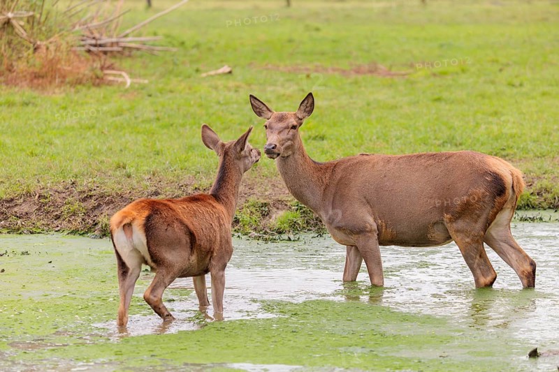A red deer hind (Cervus elaphus) and her calf stand in a puddle in a meadow and show some social behaviour