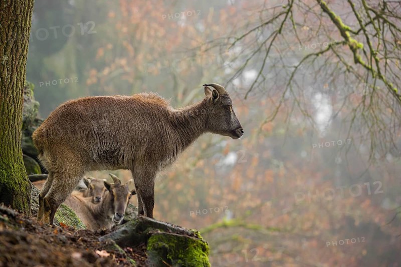 A female Himalayan Tahr (Hemitragus jemlahicus) stands in the forest on a foggy day