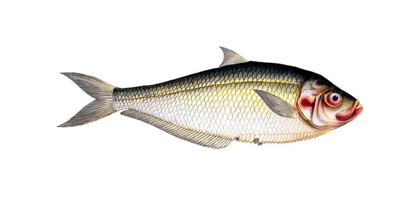Fish, Fish, Fish genus Herring, Clupea africana, Ilisha africana, african herring, West African Ilisha, Historical, digitally restored reproduction from a 19th century original, Record date not stated