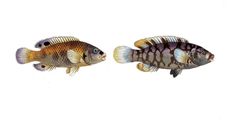 Fish, fish, left: Genus of wrasses, Labrus quinquemaculatus, the Five-spotted wrasse, the wainscotted wrasse. right: Genus of wrasses, Labrus tesselatus, the wainscotted wrasse, Historic, digitally restored reproduction from a 19th century original, Record date not stated