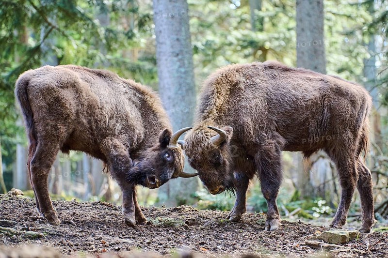 European bison (Bison bonasus) in a forest in spring, Bavarian Forest, Germany, Europe