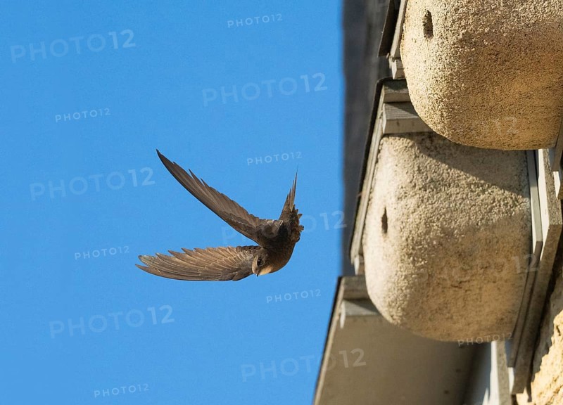 Common swift (Apus apus), adult bird in flight leaving its nest, which is one of a row of artificial nest boxes which have been put on the building specifically to provide and aid swifts with a nesting site, Hesse, Germany, Europe