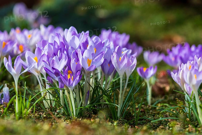 Crocuses (crocus) in bloom