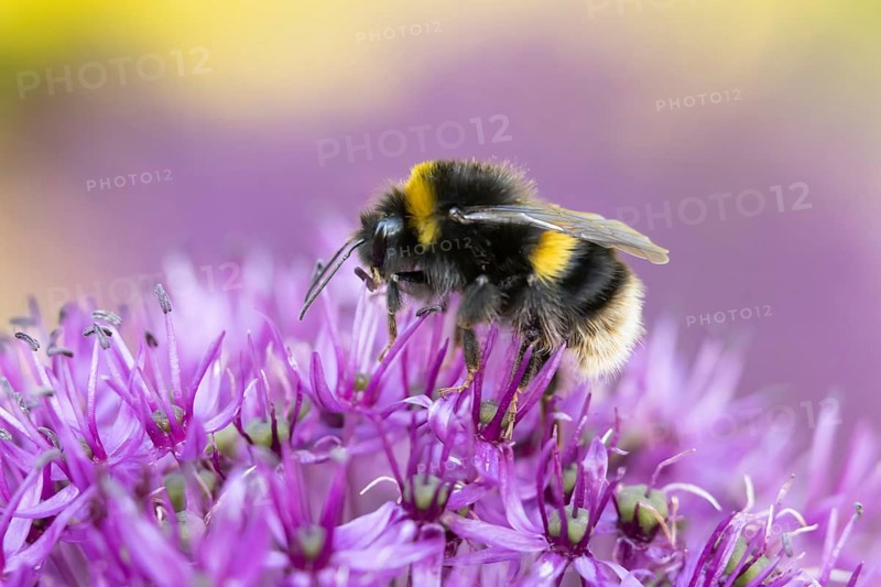 Buff tailed bumblebee (Bombus terrestris) adult bee feeding on a purple Allium flower in an urban garden in summer, England, United Kingdom, Europe