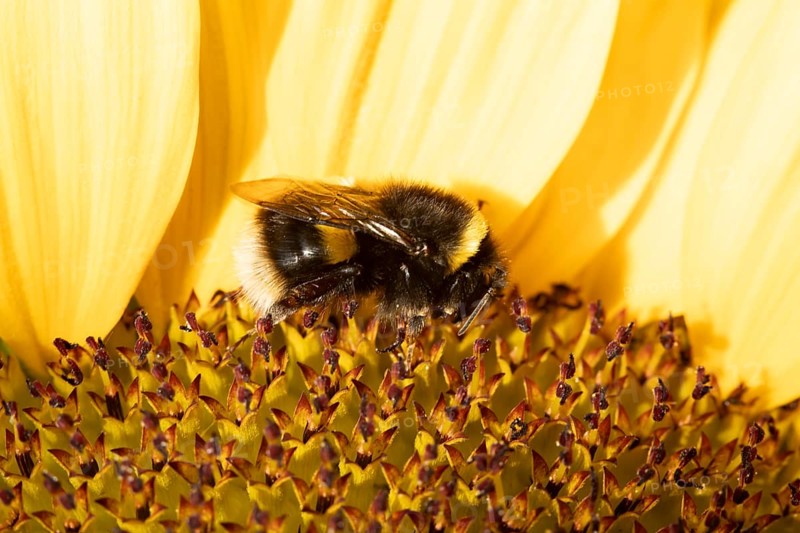 Buff tailed bumblebee (Bombus terrestris) adult bee feeding on a sunflower flower in an urban garden in summer, England, United Kingdom, Europe
