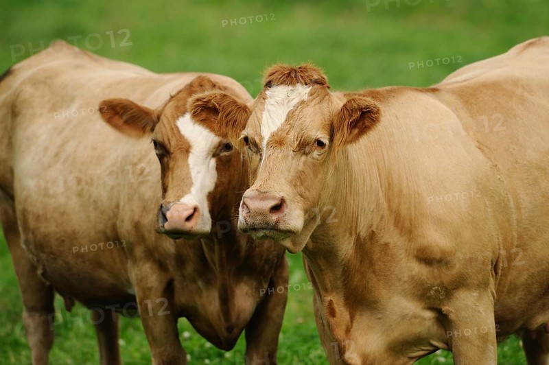 Two brown cattle standing next to each other on a green meadow, cattle (Bos primigenius taurus), Bavaria