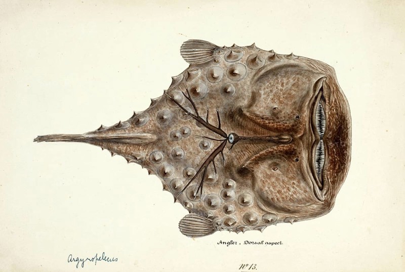 Spiny anglerfish, Himantolophus appelii, The prickly anglerfish, fish, reproduction of an original, by Frank Edward Clarke (b. 1849, d. 1899), ichthyologist and scientific draughtsman