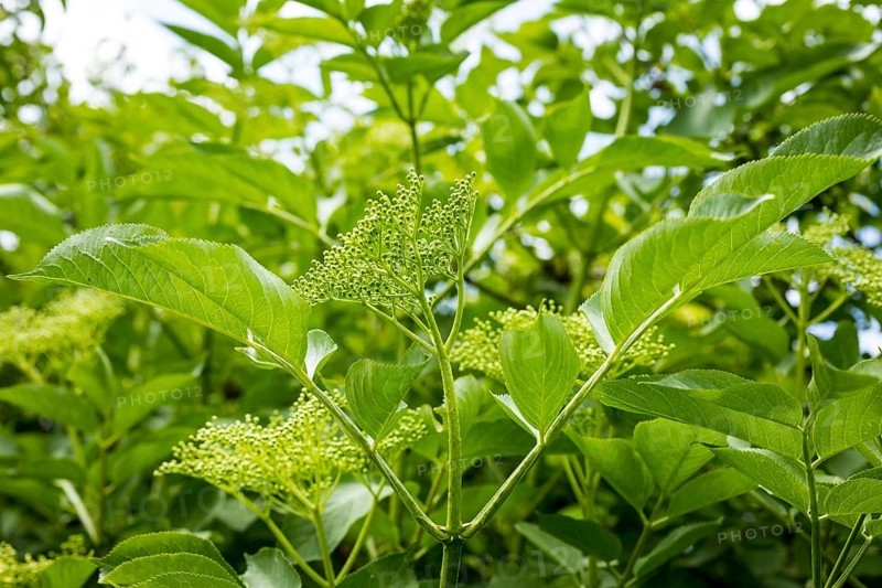 Branch with flower buds on the panicle, habit of Sambucus nigra (Sambucus nigra), Saxony, Germany, Europe