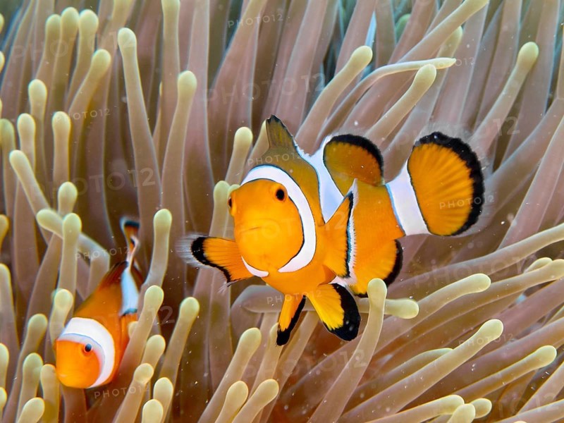 Ocellaris Clownfish (Amphiprion ocellaris) is in a vividly coloured sea anemone, dive site Twin Reef, Penyapangan, Bali, Indonesia, Asia
