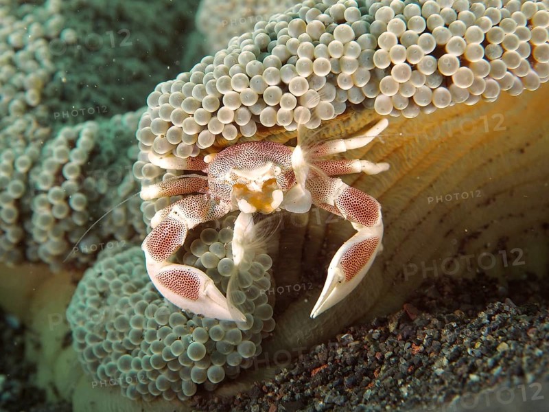 A porcelain crab, spotted porcelain crab (Neopetrolisthes maculatus), hiding in a sea anemone, dive site Puri Jati, Umeanyar, Bali, Indonesia, Asia