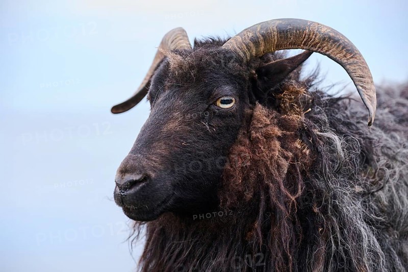 Domestic sheep (Ovis aries) 'Heidschnucke moorland sheep', portrait, Heligoland, Germany, Europe