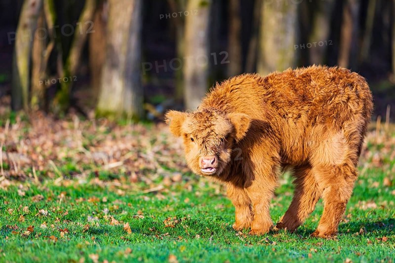 One Highland calf (Bos (primigenius) taurus) stands on a meadow. A forest in the background